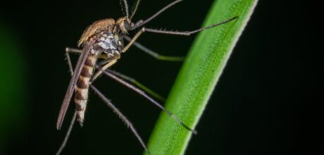 Aedes Aegypti: Estratégias Eficazes para Prevenção e Controle